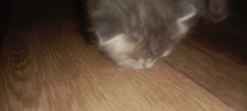 Котята вислоухие, девочки