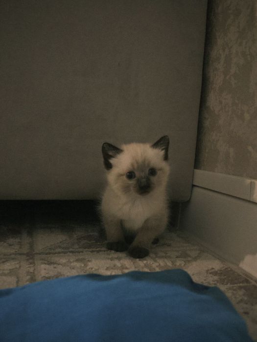 Отдам котят в хорошие руки