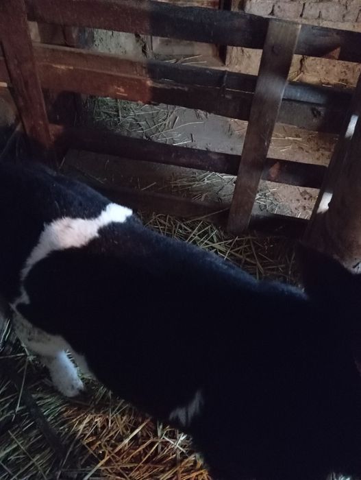 Бұзаулар ұрғашы телёнки