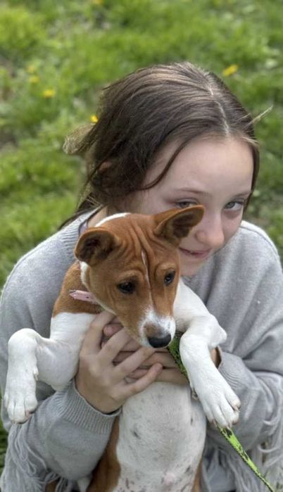 Кученце басенджи. Червено женско. Дъщеря на шампиони.