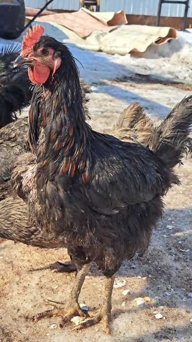 Сатылады, продаётся