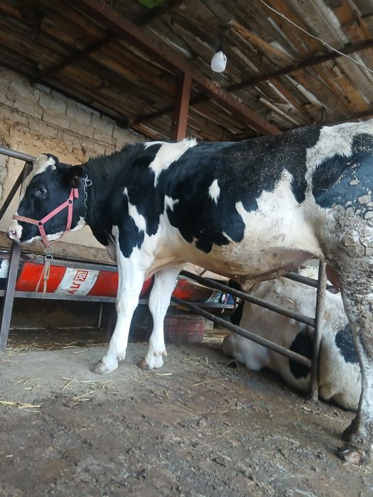 Buqa sotiladi 40.milon