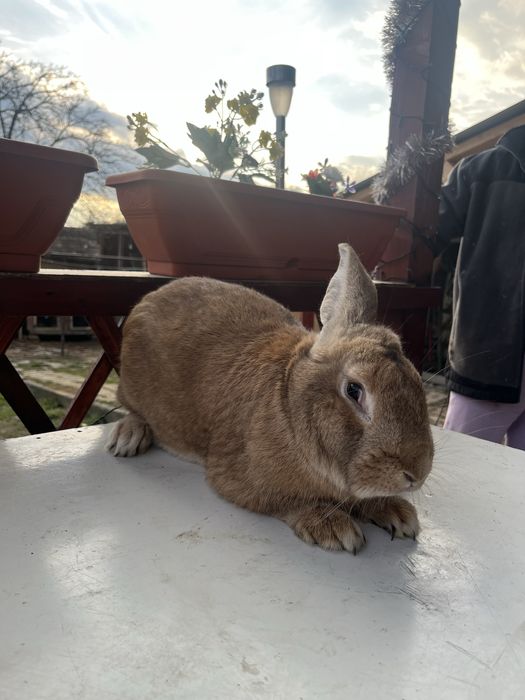 Iepuroi mascul de vanzare