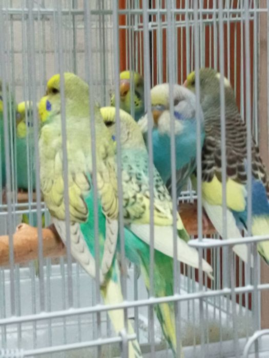Волнистые попугайчики молоденькие
