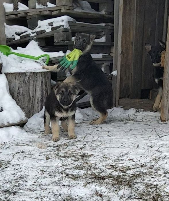 Продам щенков ВЕО