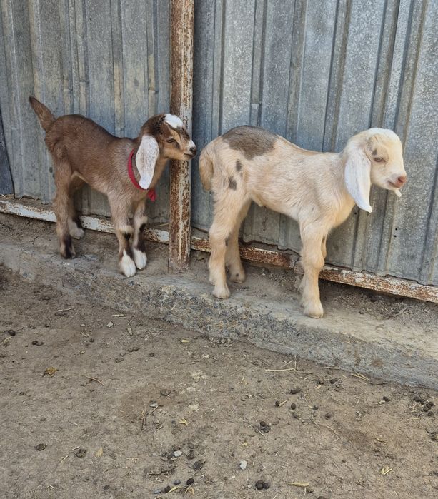 Англонуби ұрғашы лақтар сатылымда