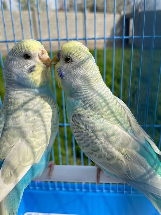 Попугай комплект