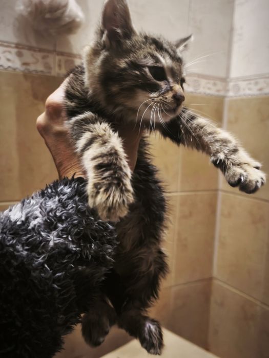Малко коте търси дом