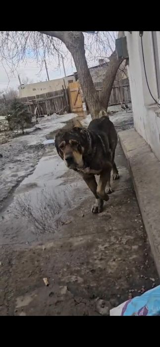 Алабай кабель в хорошие руки