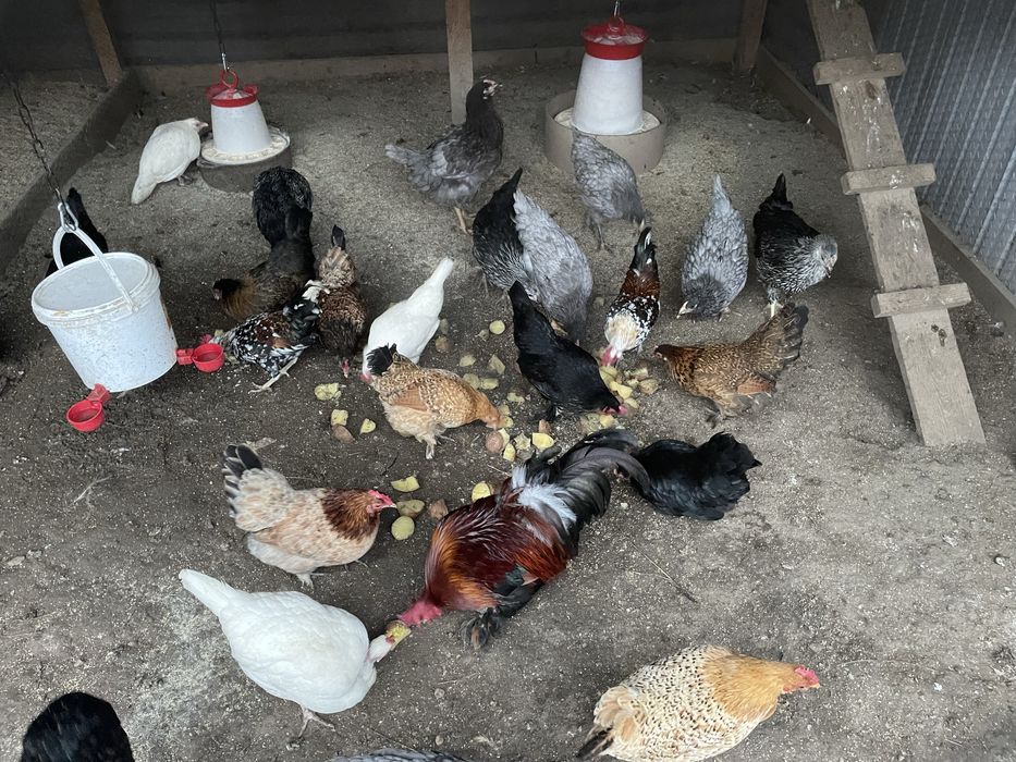 Vand gaini si cocosi americani