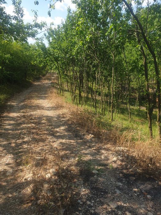 Vand teren la deal 3140 mp