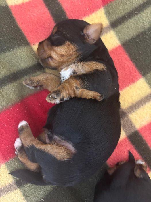 Продам щенков йоркширский терьер