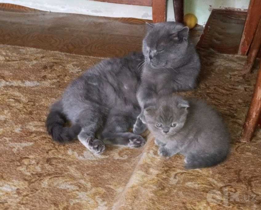 Котенок  ,шотланский веслоухий,мальчик 2-ой месяц