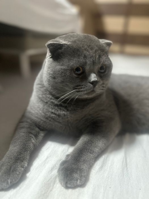 Продается Чистокровный Скотиш Фолд