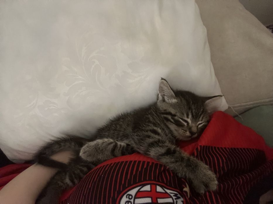 маленький котенок, девочка