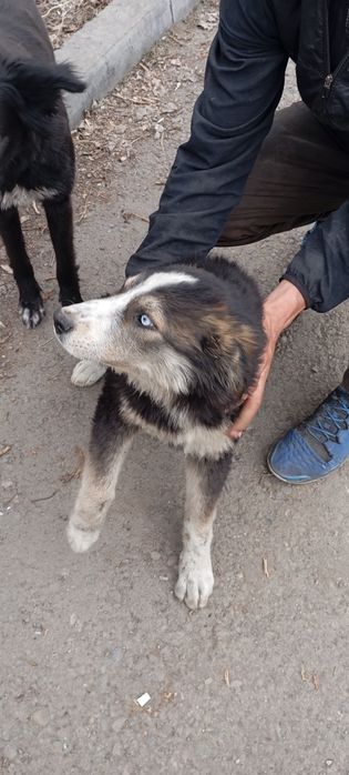 Щенок ищет дом на левом берегу