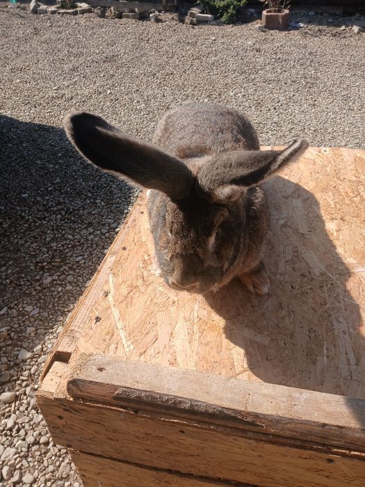 Iepuroaice urias german