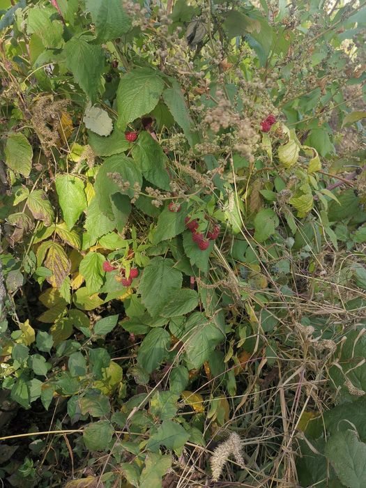 Butasi de zmeură 2lei firu