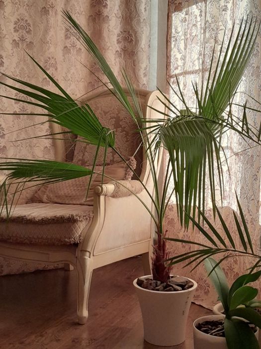 Пальма Вашингтония