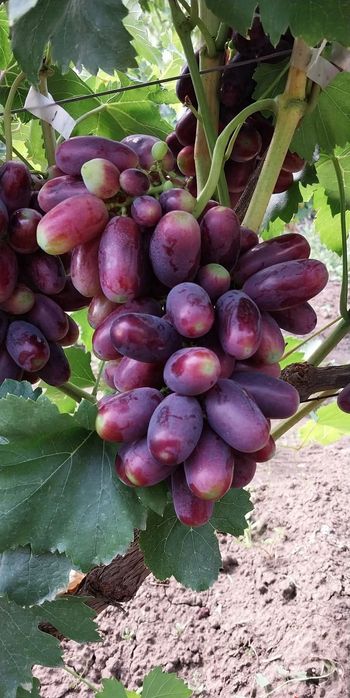 Vita de vie anul 3 soiuri de masa