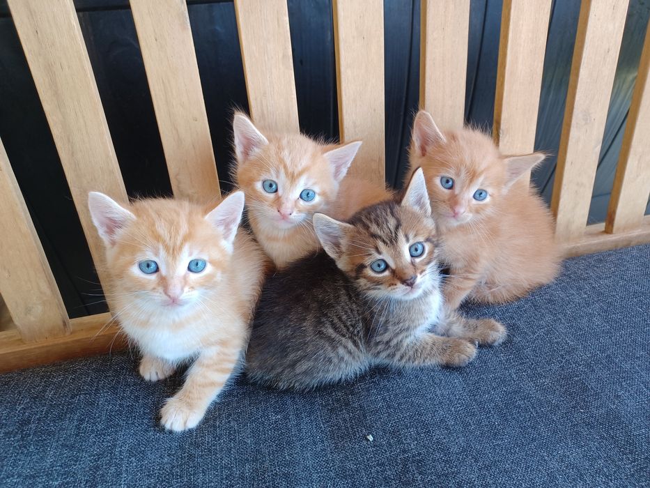 Подарявам котенца