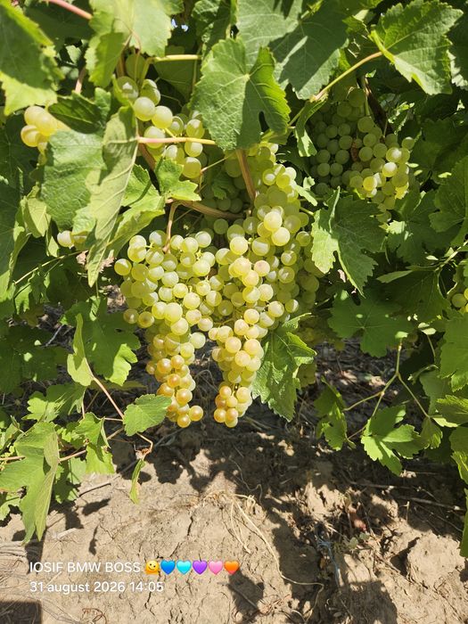 Vând struguri de vin