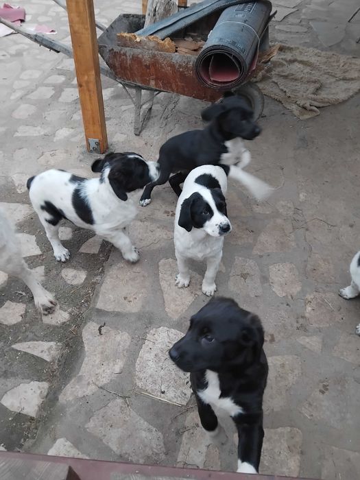 Подаряват се малки кученца на 45 дни