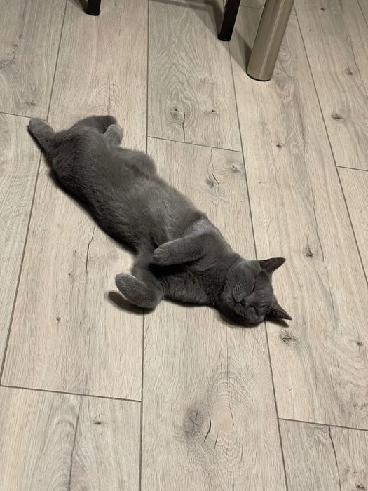 Ищем невесту для моего котика!