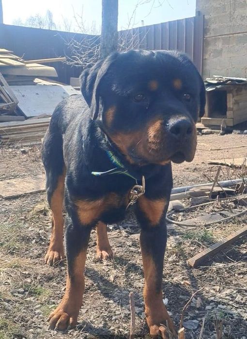 Продам ротвейлера с вольером