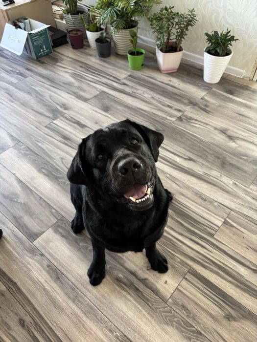 Щенок лабрадора девочка продажа