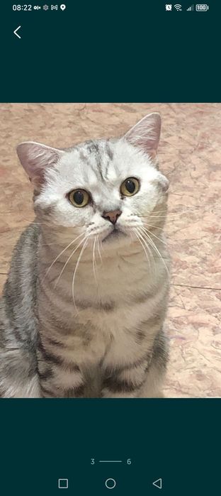 Срочно приглашаем кошек