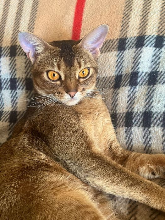 Распродажа закрытие питомника