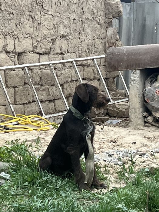 Немецкий дратхаар