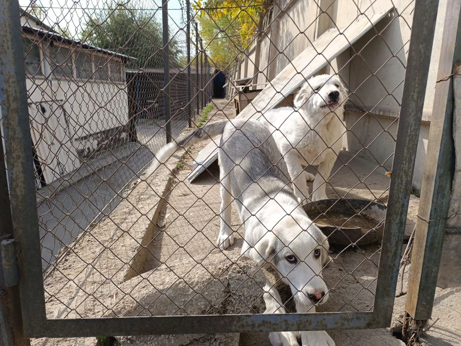 Щенки алабая четыре месяца