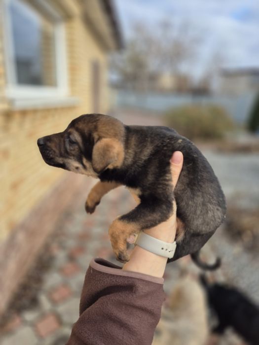 Щенки подрощенные Стерилизованы.