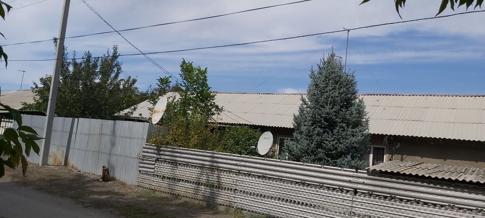 Голубая ель есть в продаже