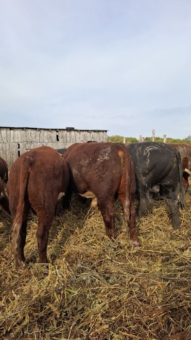 Быки на племя...