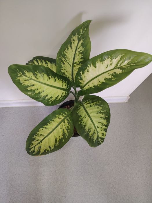 Диффенбахия в дом или офис