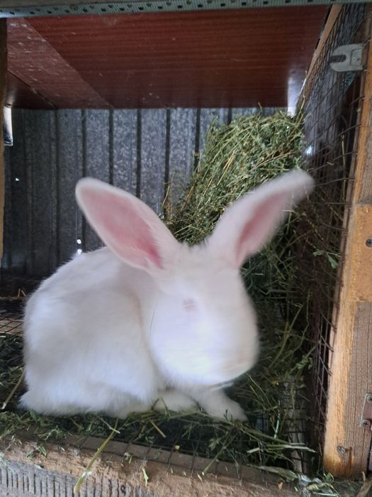 Продам  кроликов