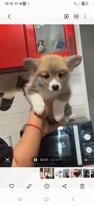 Милые вельш корги
