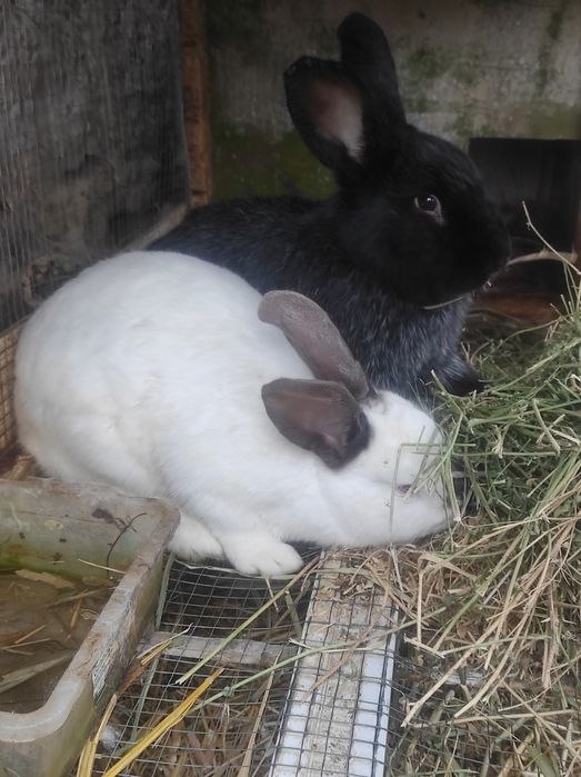 Калифорния парода куенлар