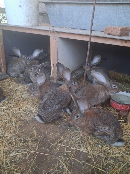 Urias german de vanzare