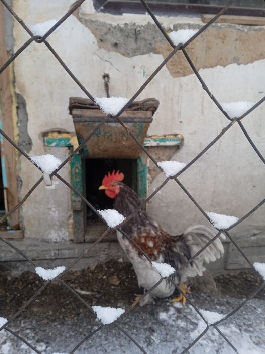 Продам карликовых петухов