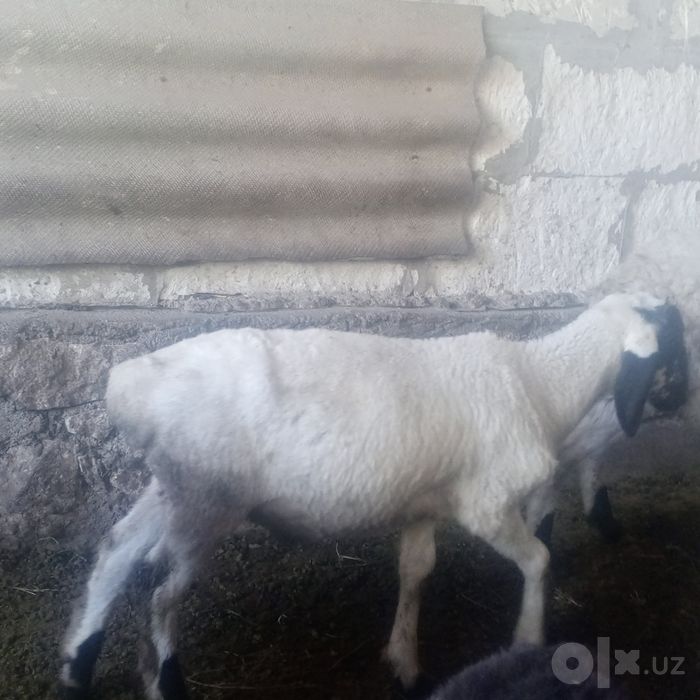Казоки кучкор барра