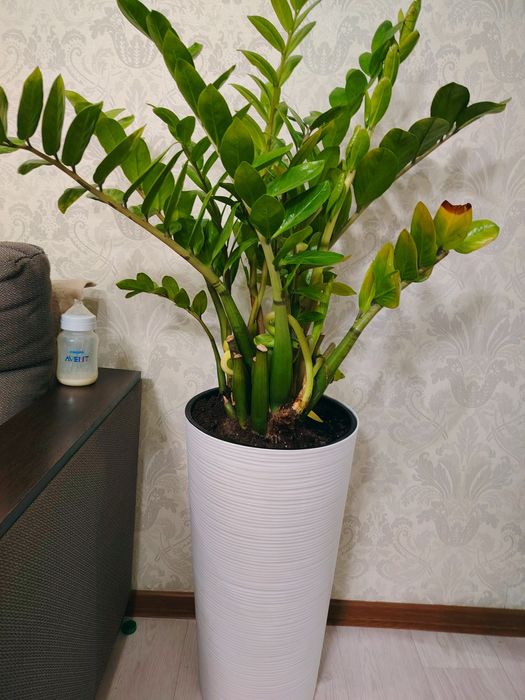 Замиокулькас (долларовое дерево)