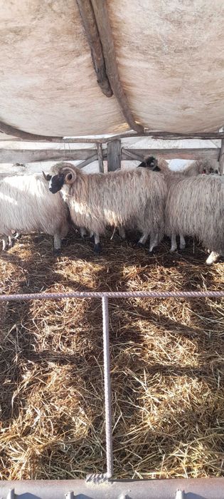 Berbecut de vanzare!!!