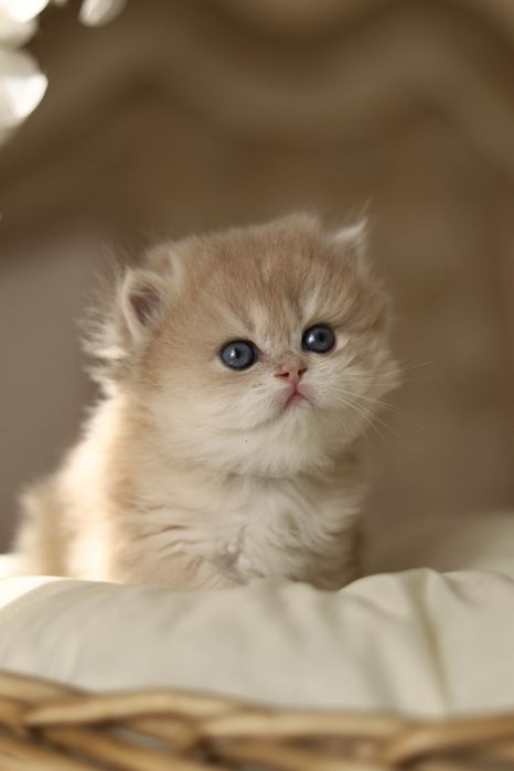 Котята Золотая Шиншилла