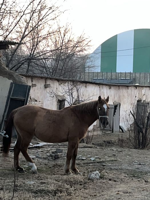 Бойы 170см 3 тен 4шкан