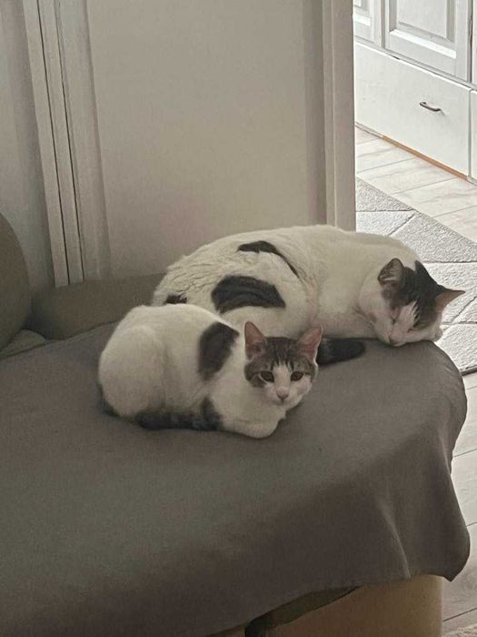 Женско котенце, младо, търси своят топъл и любящ дом.