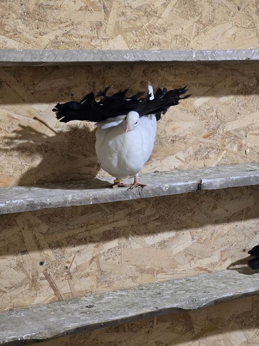 Продаю чернохвостых павлинов